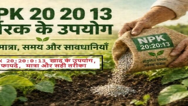 NPK 20 20 13 fertilizer uses in hindi मात्रा और सही तरीका